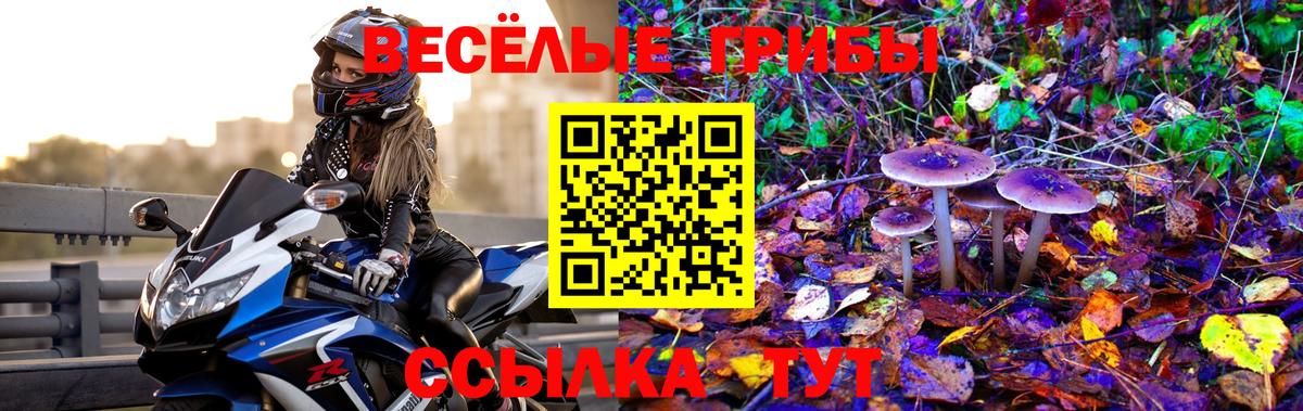 Гусиноозёрск  Псилоцибиновые грибы Psilocybine cubensis  Вход с VPN 