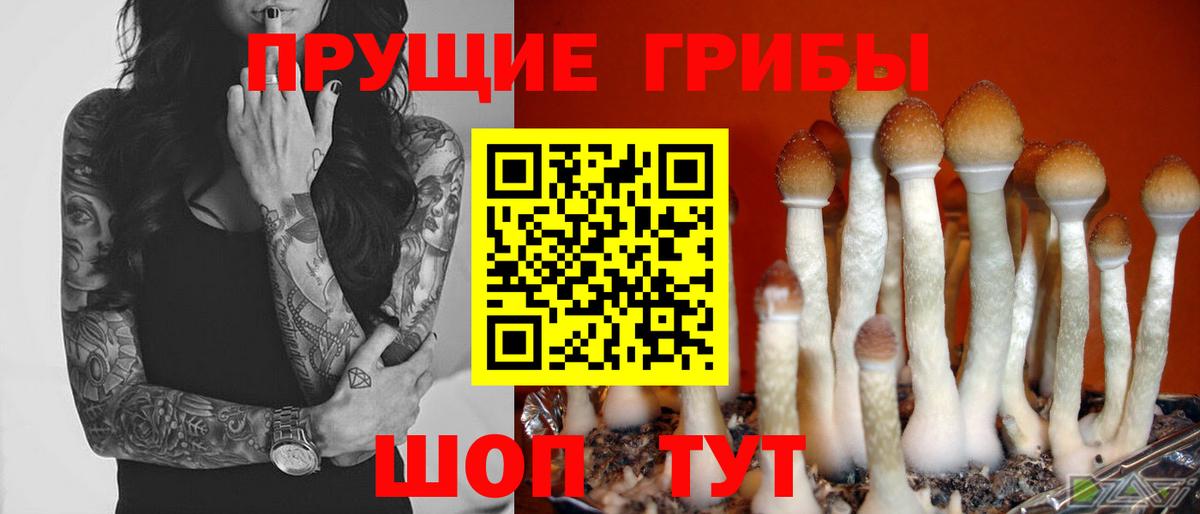 Псилоцибиновые грибы мицелий Гусиноозёрск